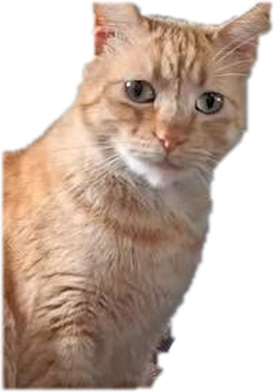 Gatos