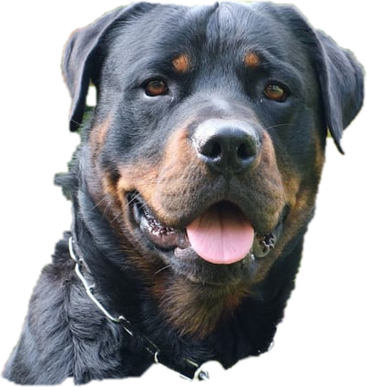 Cães
